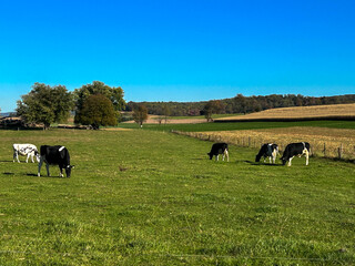 cows on a pasture