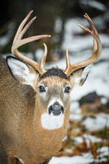 Winter Portrait of White-tailed Deer Buck with Large Antlers