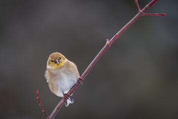 Female American Goldfinch (Spinus tristus) Facing Camera perched on a twig