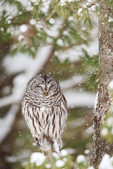 Barred Owl Roosting with Snow Falling