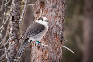 Canada Jay (Perisoreus canadensis) Perched on a twig in a forest