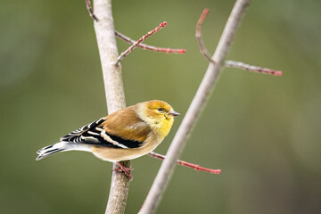 Male American Goldfinch (Spinus tristus) Perched on a Twig