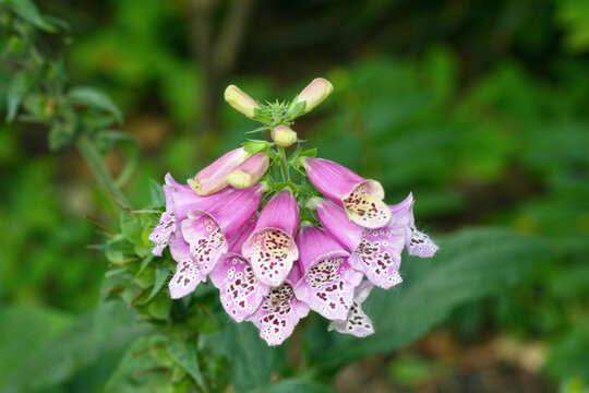 Close up on a pink foxgloves