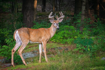 Naklejka na ściany i meble Male White-tailed Deer (Odocoileus virginianus) with Prominent Antlers in Velvet Standing in a Forest