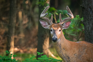 Male White-tailed Deer (Odocoileus virginianus) with Prominent Antlers in Velvet