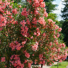 Beautiful Pink Oleander flower (Nerium oleander). Blossom of Nerium oleander flowers tree. Pink...