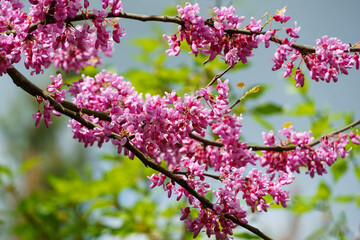 Close-up of purple spring blossom of Eastern Redbud, or Eastern Redbud Cercis canadensis in sunny day. Selective focus. Nature concept for design.