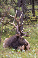 Bull Elk During the Rut in Wyoming in Autumn