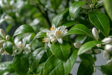 Calamondin citrus hybrid flowers, buds and leaves.