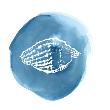 Sea shell on the blue watercolor background. Hand-drawn ink illustration in vector. 