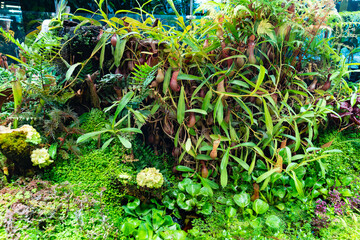 Nepenthes. a genus of carnivorous plants of the monotypic family Nepentaceae.