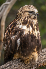 Portrait of Rough Legged Hawk, Grizzly  Wolf Discovery Centre, Yellowstone National Park.