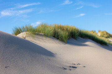 White sand beach at north sea coast, European marram grass (beach grass) on the dune, Ammophila...