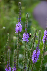 Bee polinating a hoary vervain
