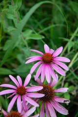 Close up of purple coneflowers