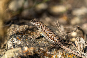 Eastern Fence Lizard (Sceloporus undulatus) sitting on a rock. 