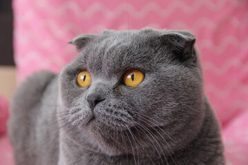 A fat gray cat. Fat cat close-up on pink background. The Scottish fold breed.
