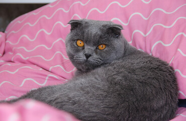 A fat gray cat. Fat cat close-up on pink background. The Scottish fold breed.
