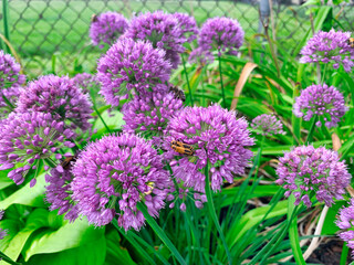 Two guardian beetles besides of each other with a bee in the background on a purple onion bloom, close up