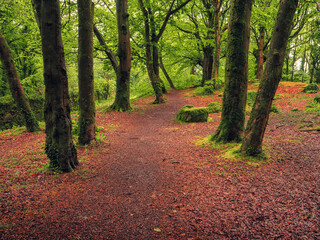 Scene in a forest park. With different green trees and brown color ground. Stunning Barna woods, Galway city, Ireland. Beautiful Irish nature scenery.