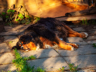 Big and cute bernese dog sleeping on a ground. Dappled sunlight. Siesta concept. Relaxing during...