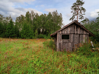 Small abandoned wooden barn or keep by a forest in a tall un cut grass. Baltic states nature scene. Nobody.
