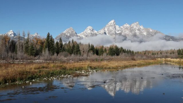 Ducks swimming in the river at Schwabacher's landing in the Grand Tetons National Park
