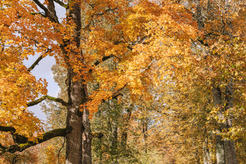 Obraz premium autumn in the park