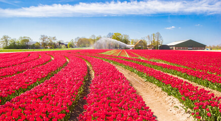 Red tulips in curvy rows in the Noordoostpolder, Netherlands