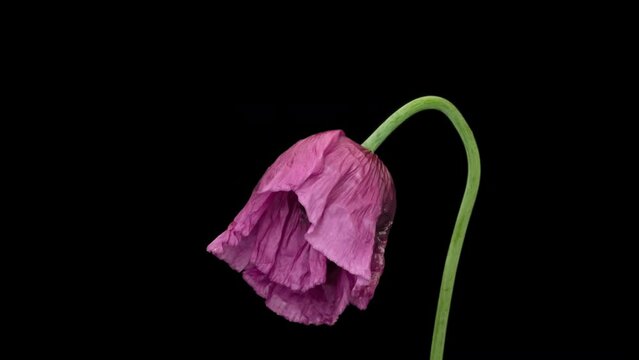 Macro time lapse blooming Opium Poppy (Papaver somniferum) flower, isolated on pure black background