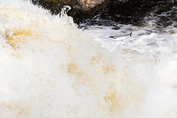 wild atlantic silver salmon leaping up a waterfall on migration to spawning river in the northern...