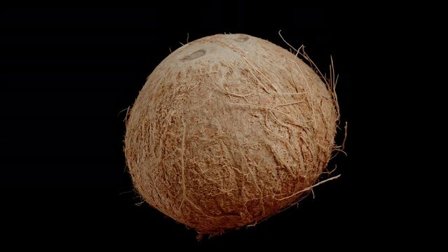 Close-up of a hairy coconut, rotation, and looped video, with an isolated black background.