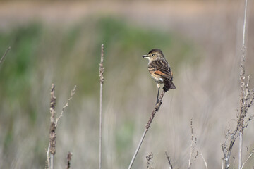 female spectacled tyrant (Hymenops perspicillatus) perching on reed, at laguna de Navarro, Buenos Aires province, Argentina