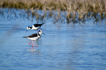 two black-necked stilt (Himantopus mexicanus) looking for food in shallow water of laguna de navarro, buenos aires province, argentina - obrazy, fototapety, plakaty