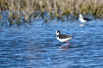 two black-necked stilt (Himantopus mexicanus) looking for food in shallow water of laguna de...