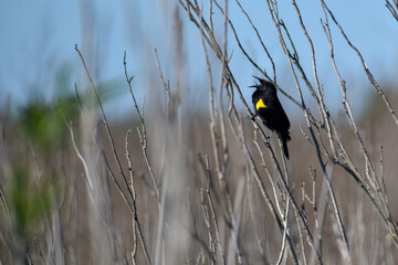 yellow-winged blackbird (Agelasticus thilius) singing in springtime, laguna de navarro, buenos...