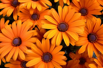 Vibrant orange daisies from Africa beautifully captured. Generative AI