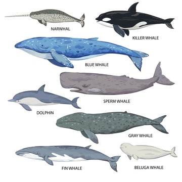 Big set of whale species. Poster with various whale types and names. Vector illustration isolated on white background