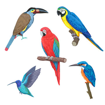 Set of colorful tropical birds, macaw, toucan, hummingbird, isolated on white background. Hand drawn vector illustration
