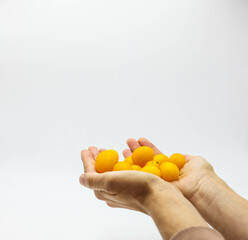 Holding Fresh yellow Cherry tomato or sun gold  isolated on white background