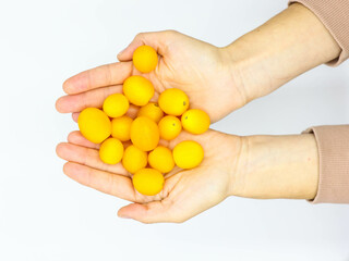 Holding Fresh yellow Cherry tomato or sun gold  isolated on white background