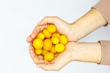 Holding Fresh yellow Cherry tomato or sun gold  isolated on white background
