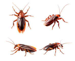 Set of cockroach - obrazy, fototapety, plakaty