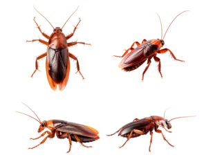 Fotobehang Set of cockroach © ZipArt