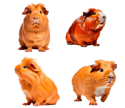 Set of Guinea pig