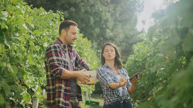 Winemakers in vine rows checking grapes quality using electronic tablet. Man holding a crate full of grapes
