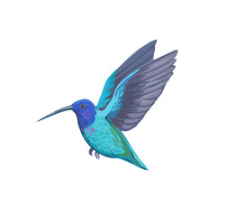 Colorful tropical bird, hummingbird. Hand drawn vector illustration