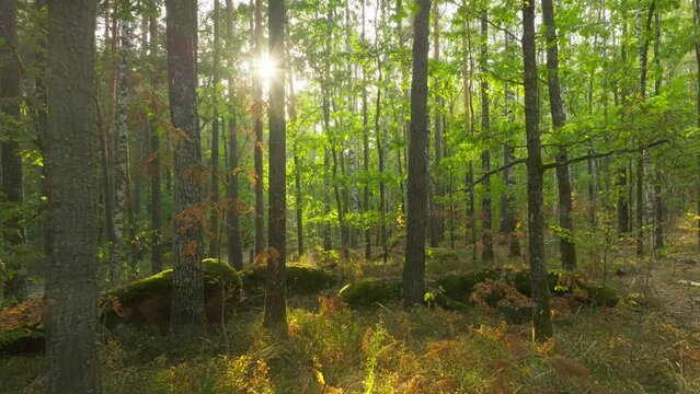 Forest autumn nature stone landscape wood sun outdoor park