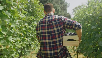 Rear view of a young man carrying a box of gathered grapes, walking through the Wineyard and picking up grapes