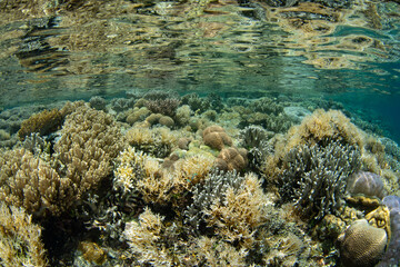Shallow reef-building corals grow just under the low tide line in Raja Ampat. This area is known as...